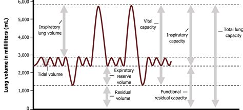 Lung Volumes and Compliance – Pulmonary Physiology for Pre-Clinical Students