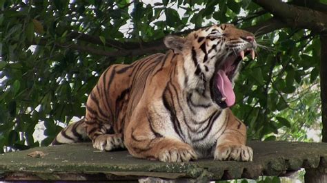 Tiger Yawning 1295952 Stock Video at Vecteezy