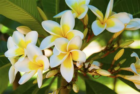 Frangipani Wallpapers, Pictures, Images