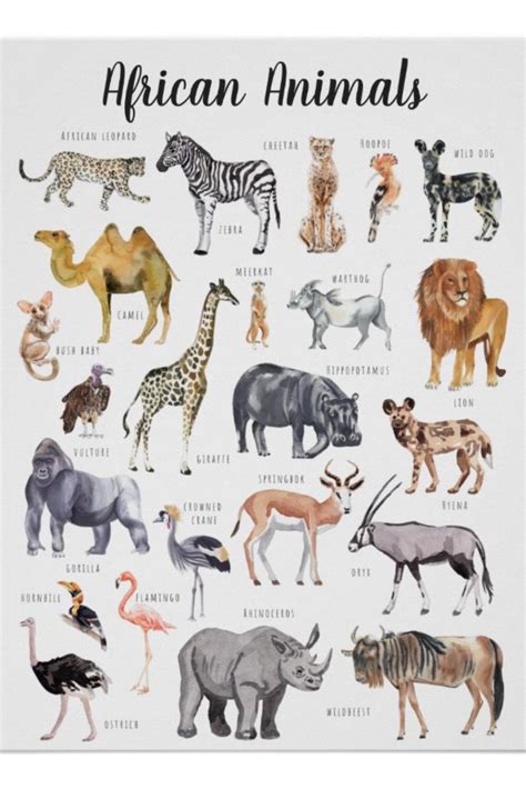 African Animals | Education Learning Classroom Poster | Zazzle ...