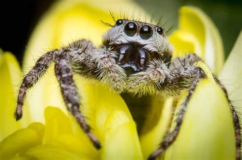 Where do jumping spiders live? How to find and catch them? - ExoPetGuides