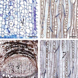 (PDF) IAWA List of Microscopic Bark Features