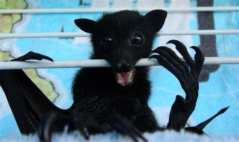 Black headed flying fox pup, Australia - doing his exercises! | Fox pups, Cute animals, Animals