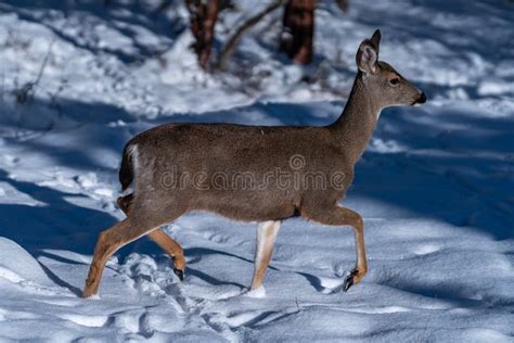 White-tailed Deer Running in Snow Stock Photo - Image of white, winter: 238032398