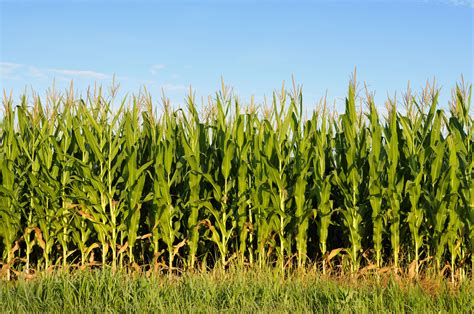 Corn Fields Wallpapers - Wallpaper Cave