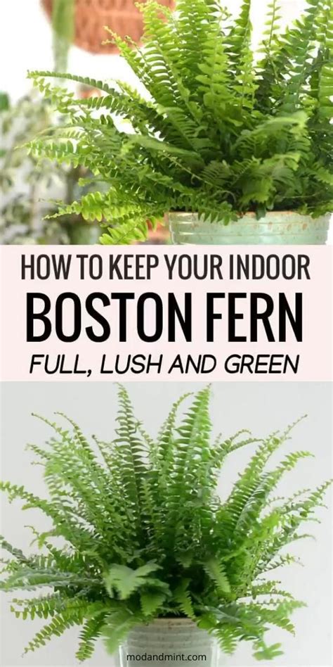 Indoor Boston Fern Care Keep your Fern Lush and Green | Plants, Indoor ...