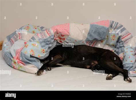 Sleep bed dog hi-res stock photography and images - Alamy