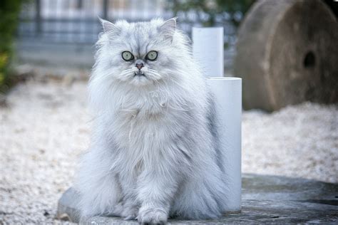 Why Do Persian Cats Look Angry? | Persian Cat Corner