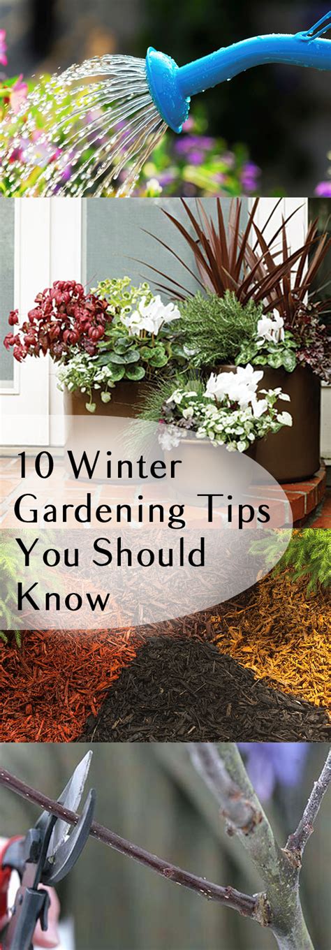 10 Winter Gardening Tips You Should Know ~ Bless My Weeds