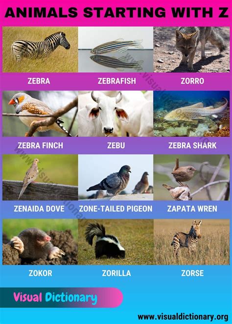 Animals that Start with Z: 12 Interesting Names of Animals Beginning with Z - Visual Diction ...