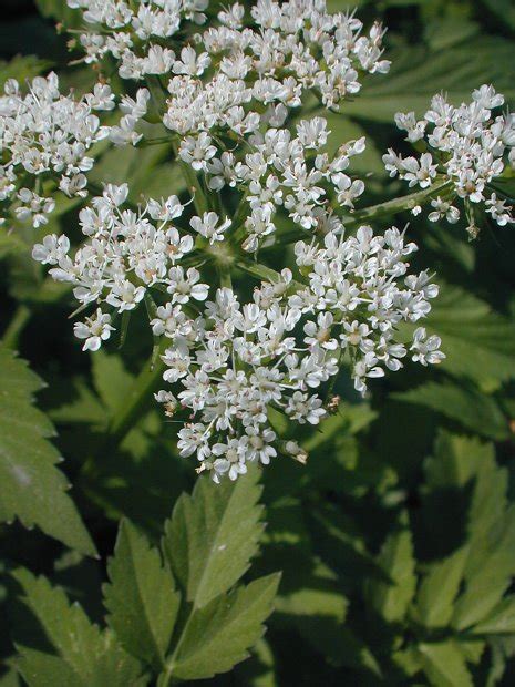 Water Celery (Oenanthe javanica)