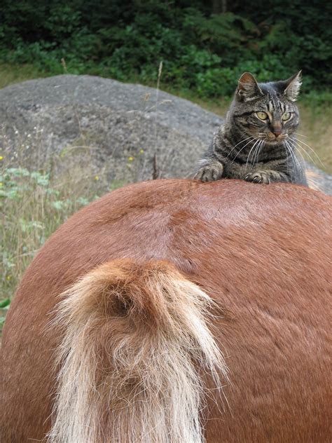 Blessi ngs--Life with an Icelandic Horse: Viking Cats