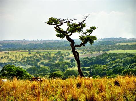 Cerrado Deforestation Goiás · Free photo on Pixabay