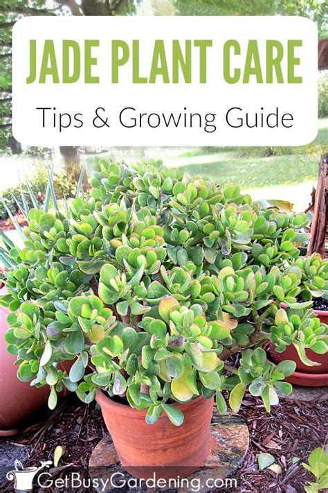 Jade Plant Care Guide: How To Grow Crassula - Get Busy Gardening