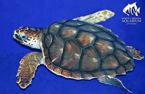 Loggerhead Sea Turtle Shell | Learn about the characteristics all turtles share and the special ...