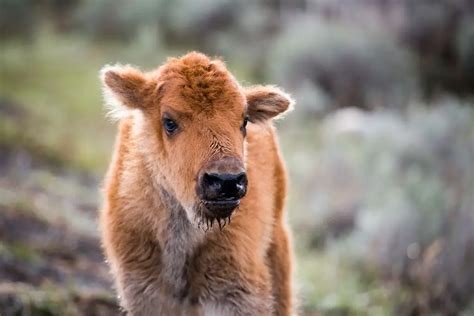 Fun American Bison Facts For Kids | Savvy Leo