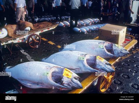 Tokyo Japan Tsukiji fish auction market business Stock Photo - Alamy