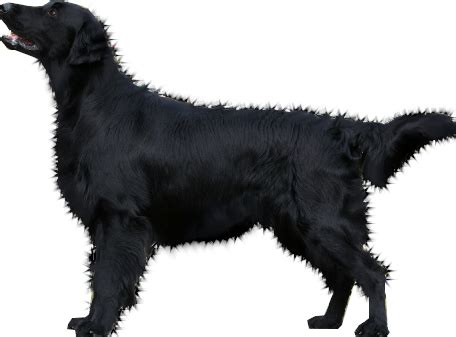dog png image, picture, download, dogs