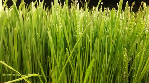 Wheatgrass: Do The Actual Health Benefits Match Naturopaths' Claims?