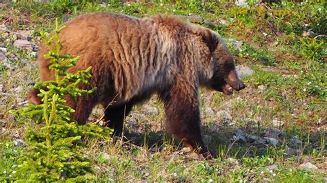 Wildlife, Kayaking and Surfing in Alberta’s Beautiful Kananaskis ...