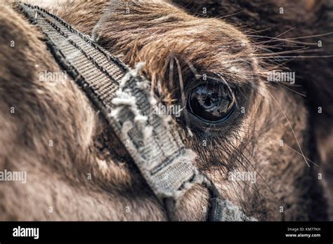 Close-up of a camel's eye Stock Photo - Alamy