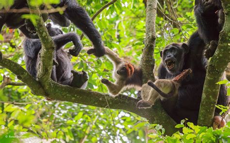 Spoils of the hunt | Ronan Donovan | Mammals | Wildlife Photographer of the Year