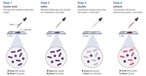 The Gram Staining Procedure Is Best Described as a