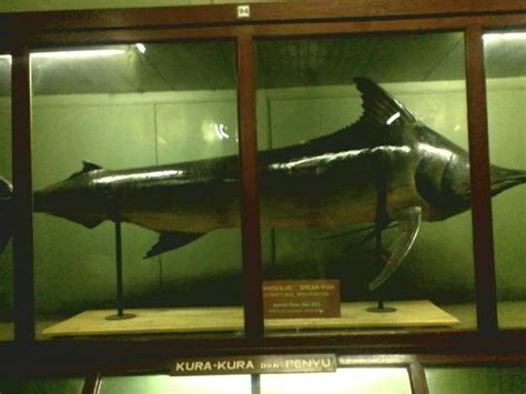 Museum Zoologi (Bogor) - 2021 All You Need to Know BEFORE You Go | Tours & Tickets (with Photos ...