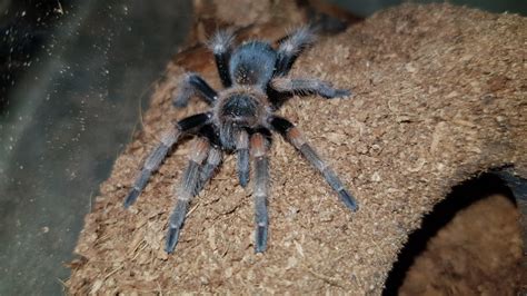 Brachypelma hamorii | Arachnoboards