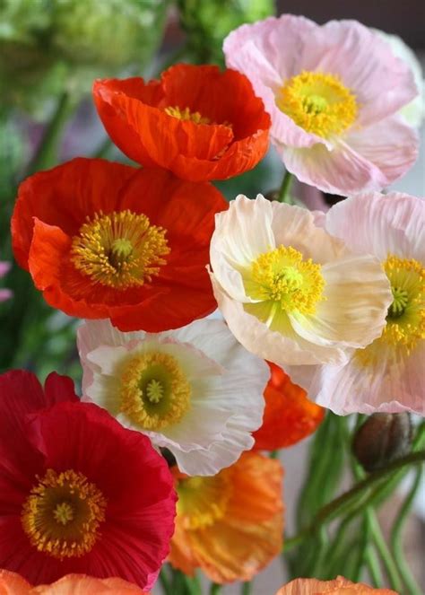 Amapolas. Happy Flowers, Types Of Flowers, Flowers Nature, Amazing Flowers, Beautiful Flowers ...