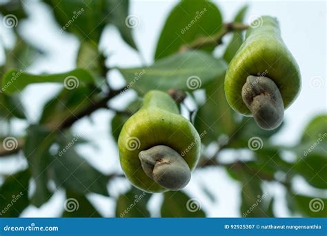 Cashew fruit on the tree stock image. Image of green - 92925307