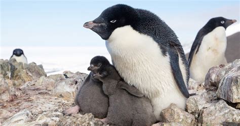 How climate change impacts penguin species on Antartica — WHYY