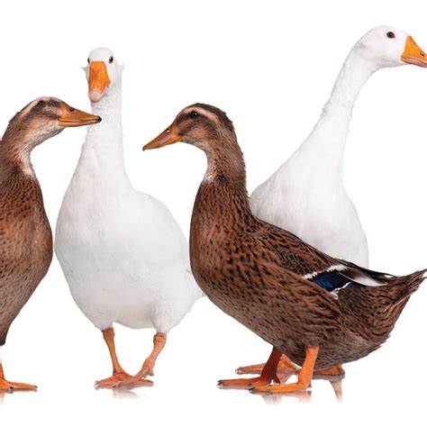 Duck vs. Goose - Standard Fiber