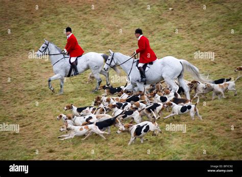 The fox hunt hi-res stock photography and images - Alamy