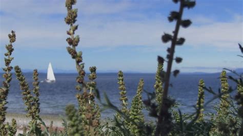 This remote B.C. island hopes a tax on short-term rentals will solve its housing crisis | CBC News