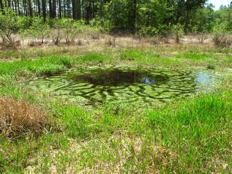 Ephemeral Wetlands – Coastal Plains Institute