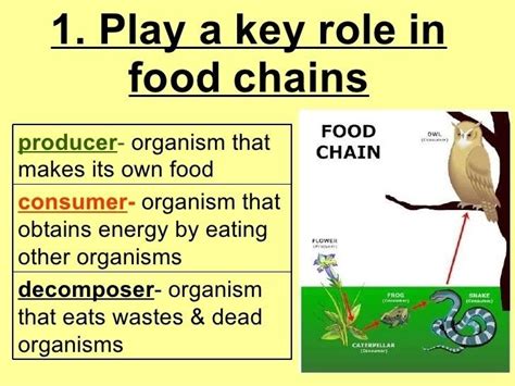 Insect ecology - Alchetron, The Free Social Encyclopedia