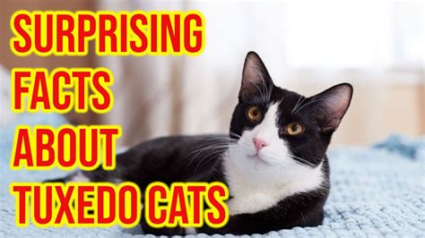 10 Surprising Facts About Tuxedo Cats - YouTube