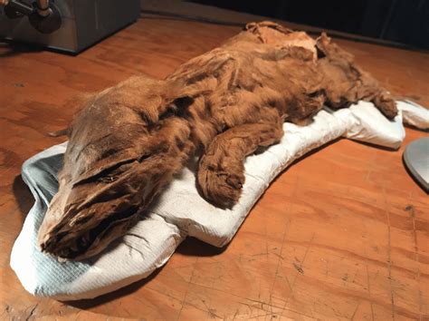 Amazingly well-preserved Ice Age wolf pup found in Canada