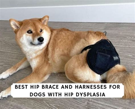 The 6 Best Hip Braces for Dogs with Hip Dysplasia!