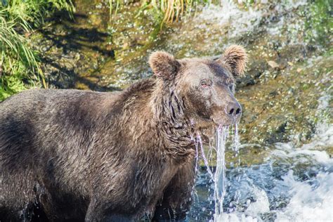 Katmai National Park | 25/59 – Our Vie