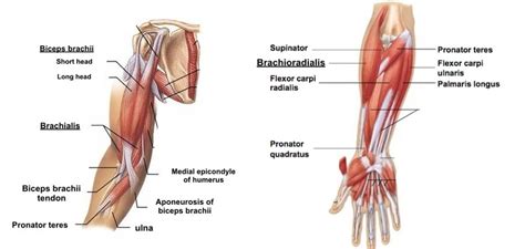 Elbow And Forearm: Forearm Muscles And Bones Anatomy Kenhub | atelier ...