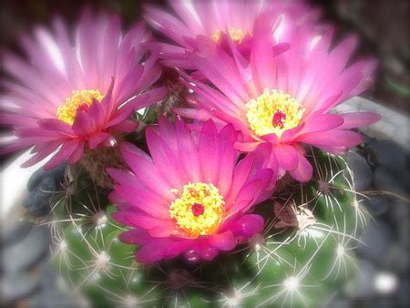 Pink Cactus Flowers - Flowers & Nature Background Wallpapers on Desktop ...