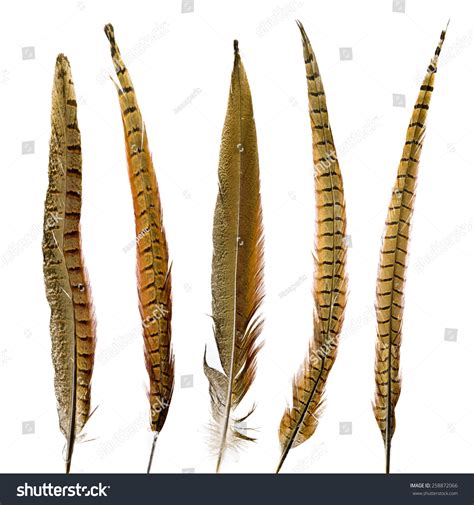 Pheasant Feathers Set Stock Photo 258872066 : Shutterstock