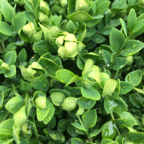 Insect Pest of Boxwood…Boxwood Psyllid – Horticulture For Home Gardeners