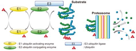 Ubiquitin-Proteasome System （UPS） Research Reagents | TCI AMERICA