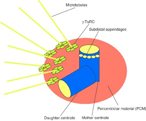 Centrosome structure. | Download Scientific Diagram