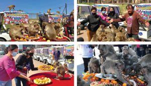 Lopburi Monkey Buffet Festival 2020 to take place on 29 November - Sa ...