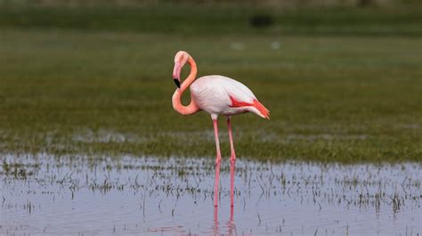 47 flamingo çalıp 26’sını öldürdüler: Para için flamingolara kıydılar | Aksaray Haberleri