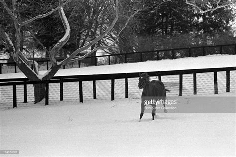 Secretariat's Retirement at Claiborne Farms